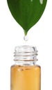 Essential oil drop falling from green leaf into  bottle on white background, closeup Royalty Free Stock Photo