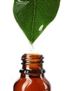 Essential oil drop falling from green leaf into glass bottle on white background Royalty Free Stock Photo