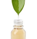 Essential oil drop falling from green leaf into  bottle on white background, closeup Royalty Free Stock Photo