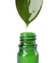 Essential oil drop falling from green leaf into glass bottle on white background Royalty Free Stock Photo