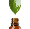 Essential oil drop falling from green leaf into glass bottle on white background Royalty Free Stock Photo