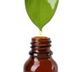 Essential oil drop falling from green leaf into glass bottle on white background Royalty Free Stock Photo