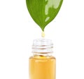 Essential oil drop falling from green leaf into glass bottle on white background Royalty Free Stock Photo