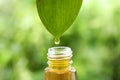 Essential oil drop falling from leaf into glass  against blurred green background, closeup Royalty Free Stock Photo