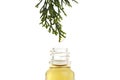 Essential oil dropping from pine branch into little bottle