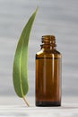 Essential oil of eucalyptus