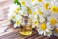 Essential oil in glass bottle with fresh chamomile flowers, beauty treatment. Spa concept. Selective focus. Fragrant oil of chamom