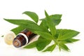 Essential oil of lemon verbena on white background