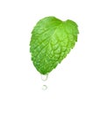 Essential oil mint dripping from fresh leaf