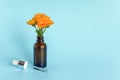 Essential oil in open brown dropper bottle with lying glass pipette and orange flower calendula on blue background. Concept Royalty Free Stock Photo