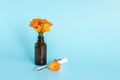 Essential oil in open brown dropper bottle with lying glass pipette and orange flower calendula on blue background. Concept Royalty Free Stock Photo