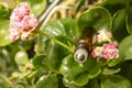 essential oil roll on between flowers and leaves. Royalty Free Stock Photo