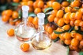 Essential oil of sea buckthorn Hippophae in glass bottle with fresh, juicy ripe yellow berries on the branch with green leaves-b
