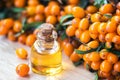 Essential oil of sea buckthorn Hippophae in glass bottle with fresh, juicy ripe yellow berries on the branch with green leaves-b