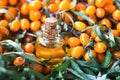 Essential oil of sea buckthorn Hippophae in glass bottle with fresh, juicy ripe yellow berries on the branch with green leaves-b