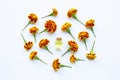 Essential oils of marigold flower