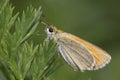 Essex skipper Royalty Free Stock Photo