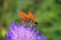 Essex Skipper