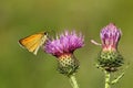 Essex skipper butterfly