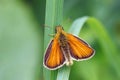 Essex Skipper Butterfly - Thymelicus sylvestris at rest. Royalty Free Stock Photo