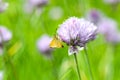 Essex skipper feeding on garlic flower