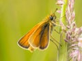 Essex skipper on grass