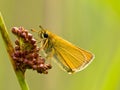 Essex skipper with green background