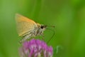 Essex Skipper