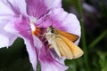 Essex skipper, thymelicus lineola