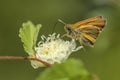 Essex Skipper - Thymelicus lineola Royalty Free Stock Photo