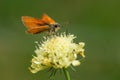 Essex Skipper - Thymelicus lineola Royalty Free Stock Photo