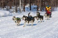 Running dog sledge team Kamchatka musher