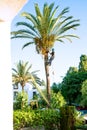 Estepona, Andalusia, September. 05, 2022. A man in a helmet is cutting palm tree leaves on the top of the tree in local park