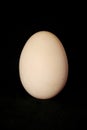 Ester egg Royalty Free Stock Photo