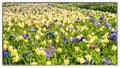 Easter greeting card with bunny, rabbit, hare sitting in blooming spring flower beds with daffodils and blue anemones in flowerbed