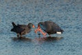 Estern swamphen