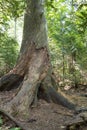 Estivant Pines Nature Sanctuary In Copper Harbor Michigan Royalty Free Stock Photo