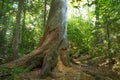 Estivant Pines Virgin Forest In Copper Harbor Royalty Free Stock Photo