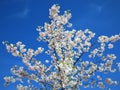 In Estonia spring.Sakura color sky clear blue 2018