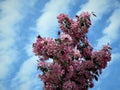 In Estonia spring.Sakura color sky clear blue 2018