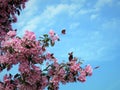 In Estonia spring.Sakura color sky clear blue 2018