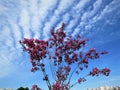 In Estonia spring.Sakura color sky clear blue 2018