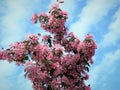 In Estonia spring.Sakura color sky clear blue 2018