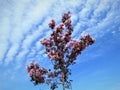 In Estonia spring.Sakura color sky clear blue 2018