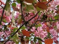 In Estonia spring.Sakura color sky clear blue 2018