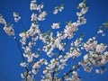 In Estonia spring.Sakura color sky clear blue 2018