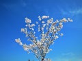 In Estonia spring.Sakura color sky clear blue 2018