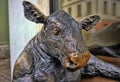Sculpture of a bull sitting on a pebble in front of Goodwin The