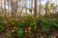 Forest floor covered with Cloudberries