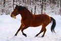 Estonian horse Royalty Free Stock Photo